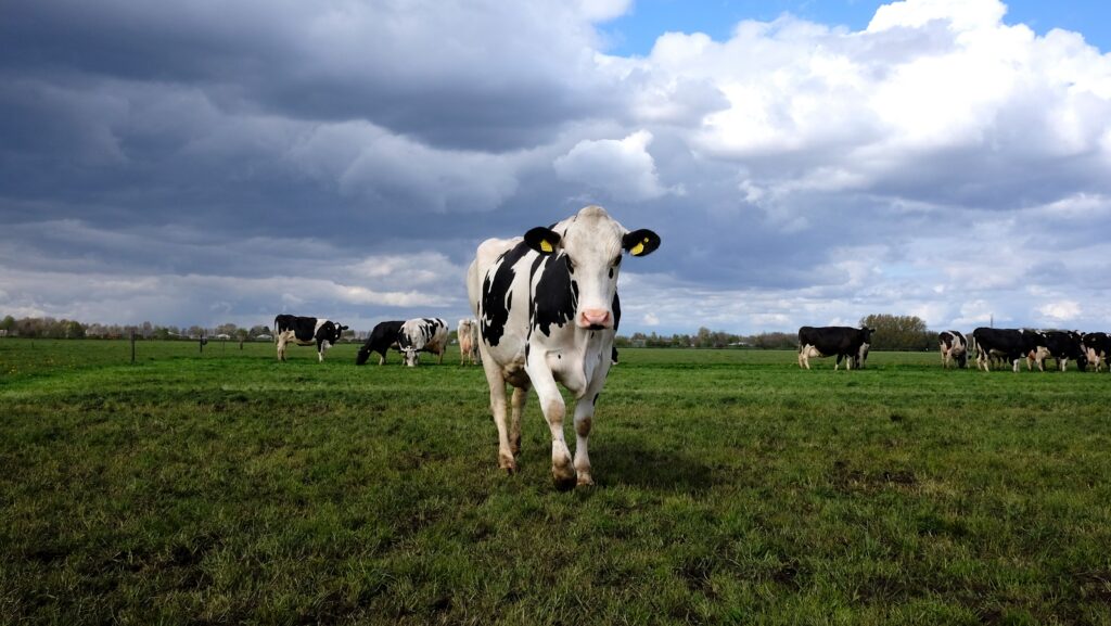 Holstein cows grazing in a lush green meadow under a dramatic sky in the Netherlands.